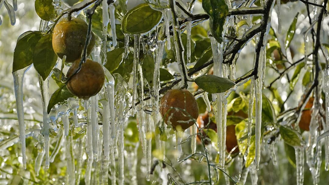 In de Amerikaanse staat Florida is het ongewoon koud en deze fruitteler moest z'n bomen bespuiten om de vruchten te beschermen tegen de vorst. Dus hangen de sinaasappels met ijspegels aan de boom. - Foto: ANP