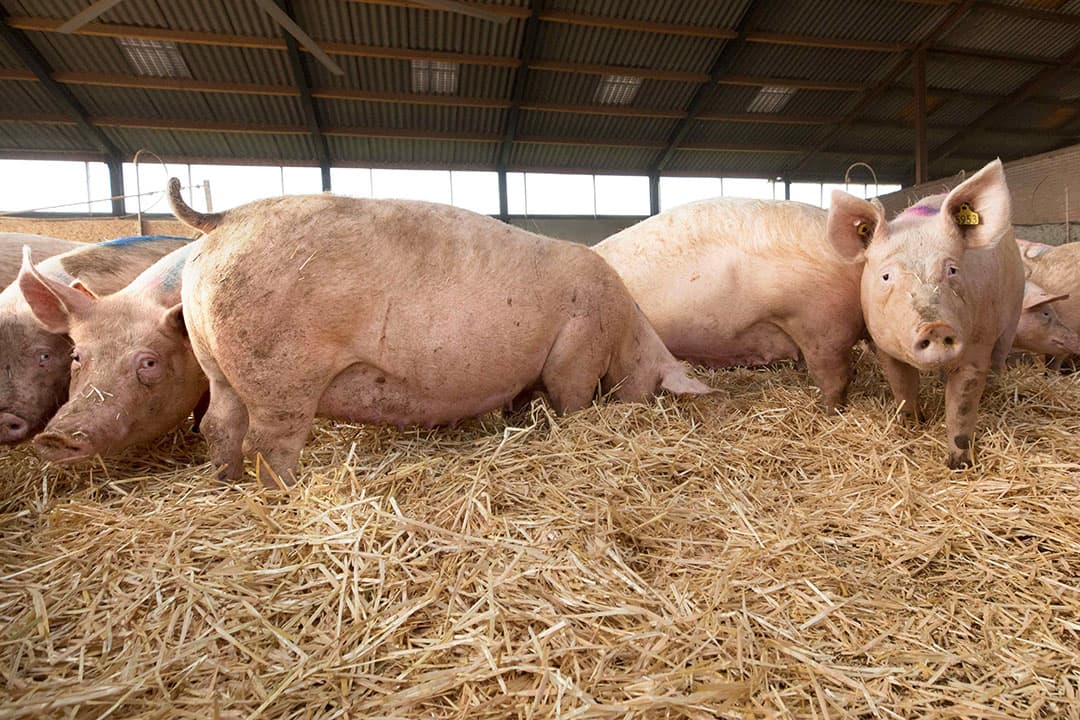 Een van de zes principes die leidend moeten zijn bij dierenwelzijnsregels is dat dieren een goede omgeving moeten hebben. - Foto: Koos Groenewold