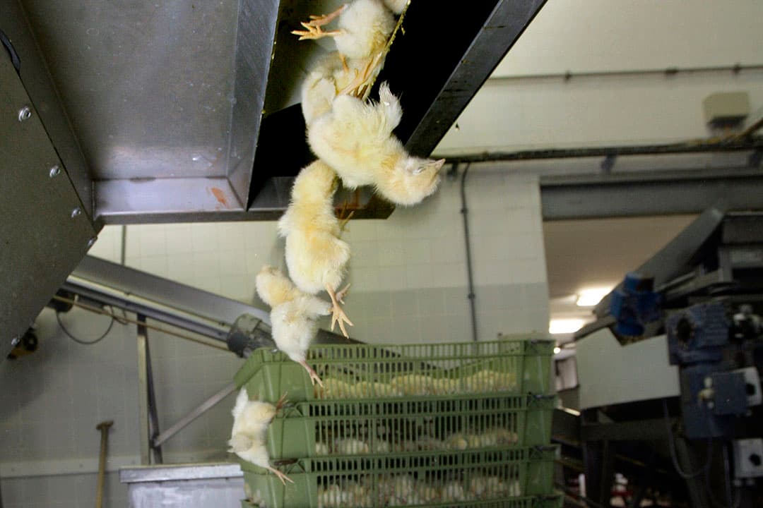 Het doden van eendagshaantjes. - Foto: Koos Groenewold
