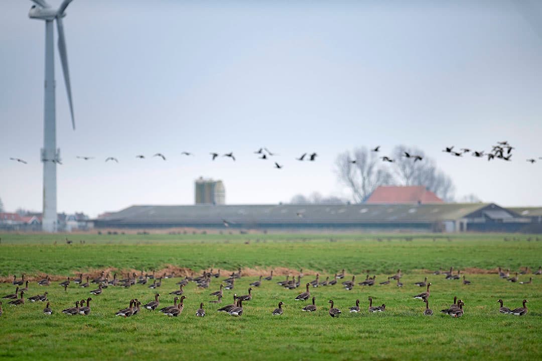 Wilde ganzen. De Jong wil dat de overheid zich meer inspant om wilde vogels te bestrijden. - Foto's: Mark Pasveer