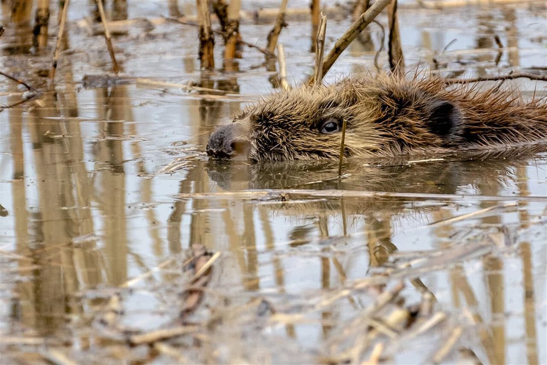Er zijn al 3.500 bevers in Nederland. Zij veroorzaken schade aan watergangen en waterkeringen, maar ook aan gewassen. - Foto: ANP