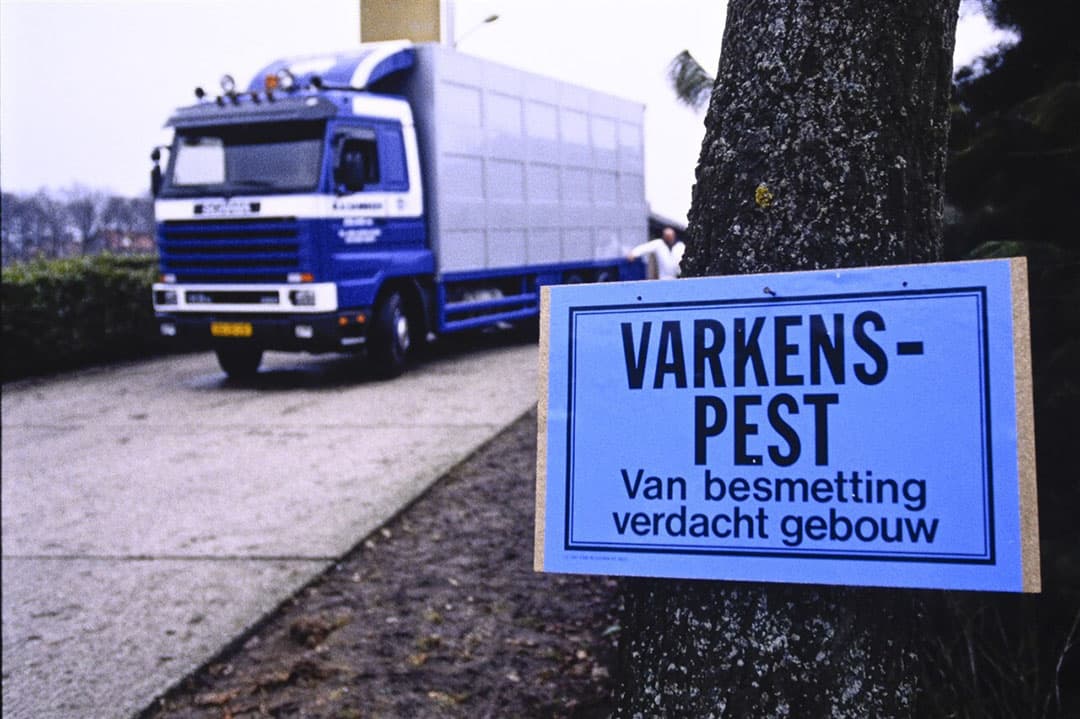Varkenspest in Noord-Brabant, februari 1997. - Foto: Peter Hilz/Hollandse Hoogte