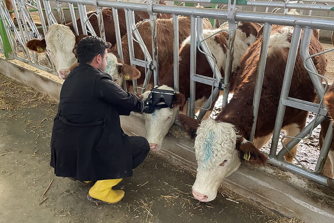 Turkse melkveehouder Izzet Kocak zet twee virtual reality-brillen op de kop van een van z’n koeien. Voor de koe moet het dan lijken alsof ze buiten loopt. Van de beelden zouden de dieren rustiger moeten worden en meer melk gaan produceren. Volgens de boer geeft deze dame dankzij de VR-bril zo’n 5 liter melk extra per dag. - Foto: ANP