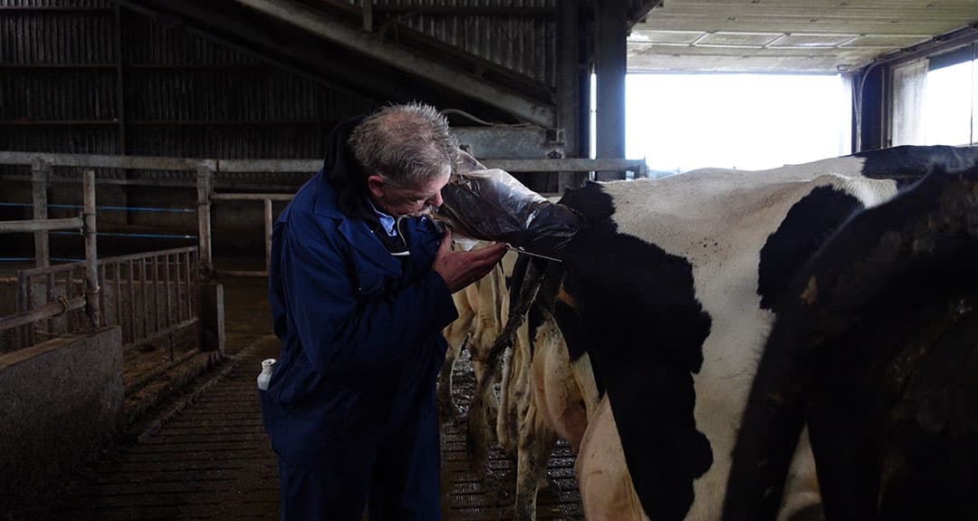 Vruchtbaarheidsbegeleider Auke Bremer tijdens het insemineren. - Foto: Rachel Henst