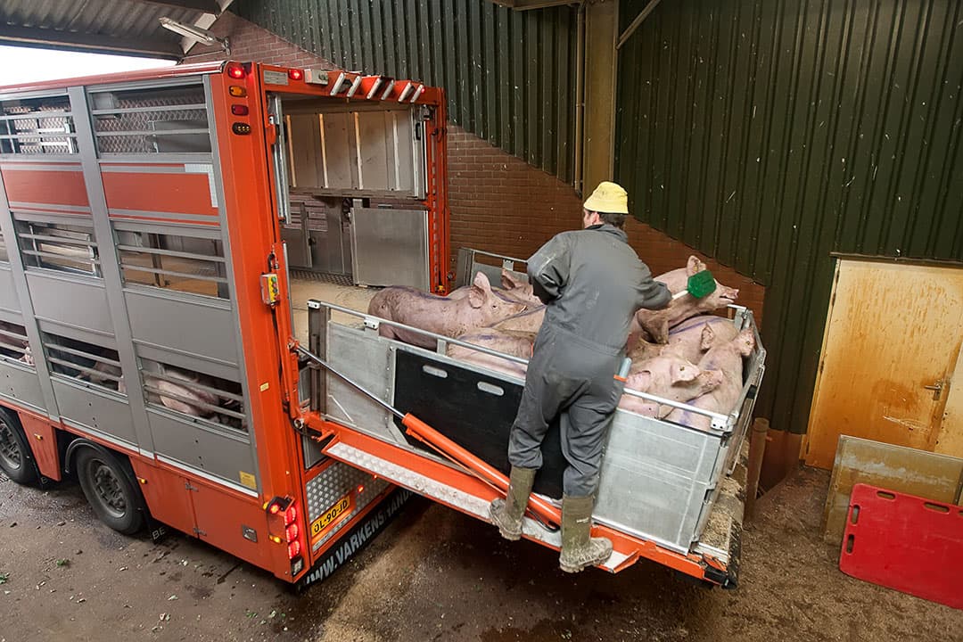 Terwijl voedselprijzen stijgen, zagen varkenshouders hun verkoopprijzen in oktober en november 2021 met zo'n 6% dalen. - Foto: Henk Riswick