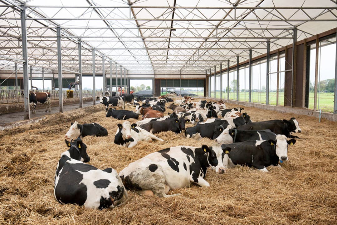 Koeien in stro. Een koe is onderdeel van een groep, dus als je één koe met ketose hebt, dan hebben waarschijnlijk meerdere koeien er last van. - Foto: Herbert Wiggerman