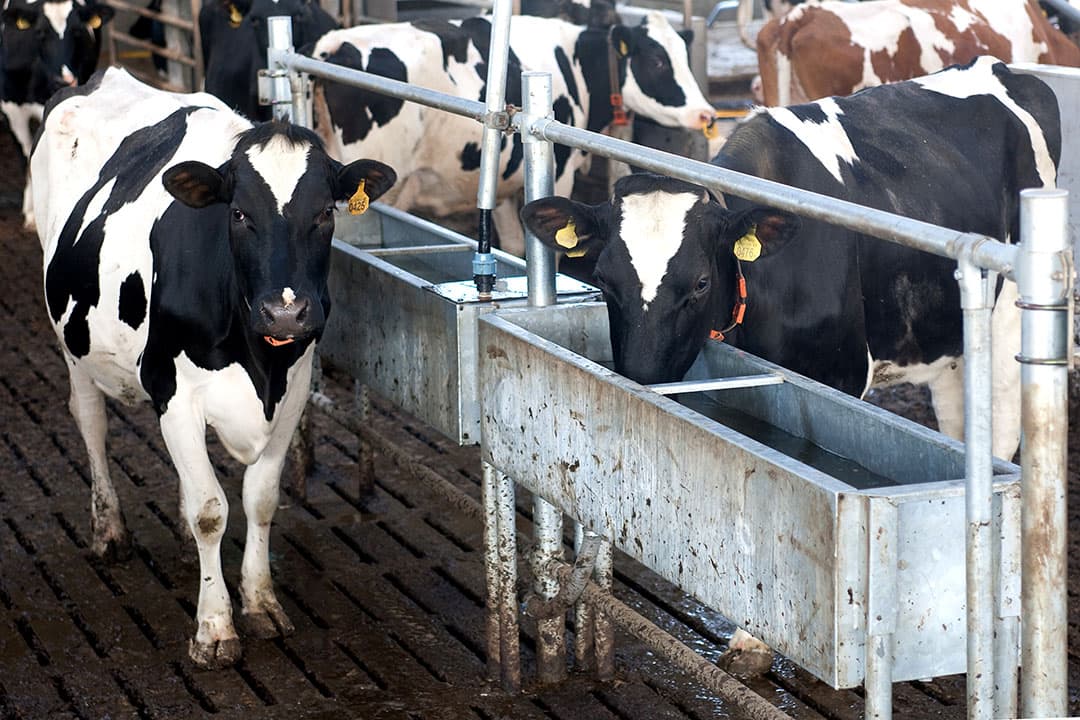 Het maken van aparte groepen is niet op elk melkveebedrijf gemakkelijk uit te voeren. Op dit bedrijf zijn de waterbakken gedeeld. - Foto: Ronald Hissink
