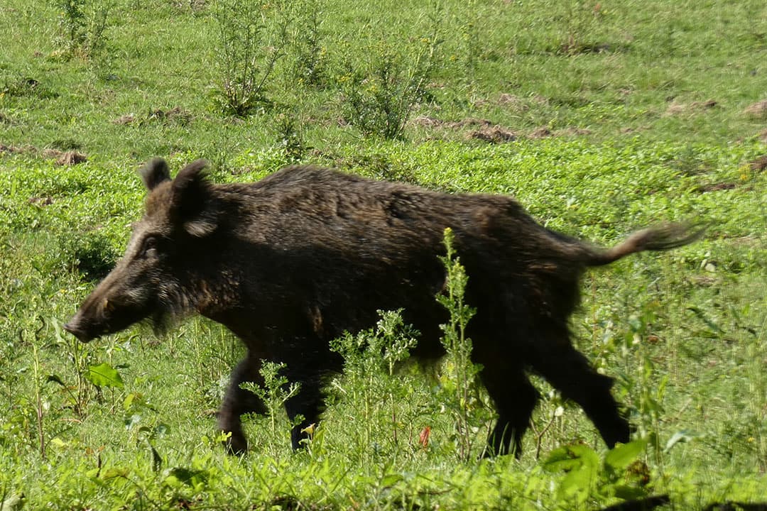 Italië meldt het eerste geval van Afrikaanse varkenspest in een wild zwijn. - Foto: Misset