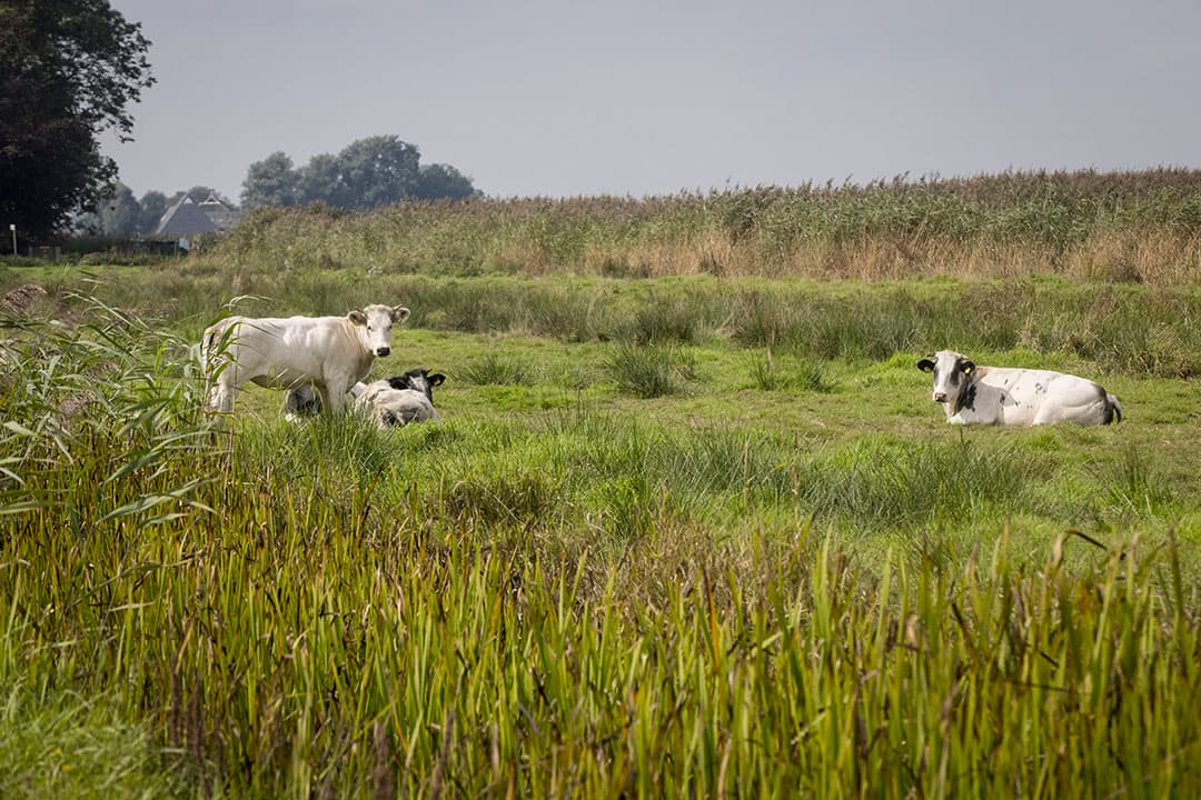 Foto: Koos Groenewold
