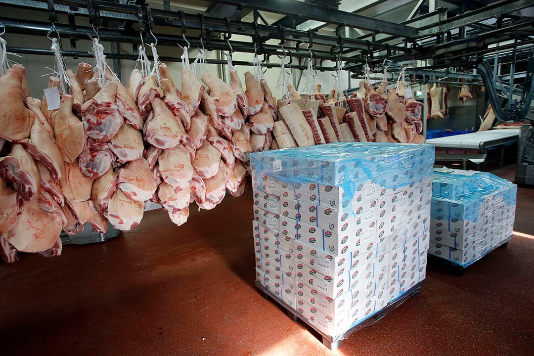 Inpakken van varkensvlees voor export. Foto: Bert Jansen