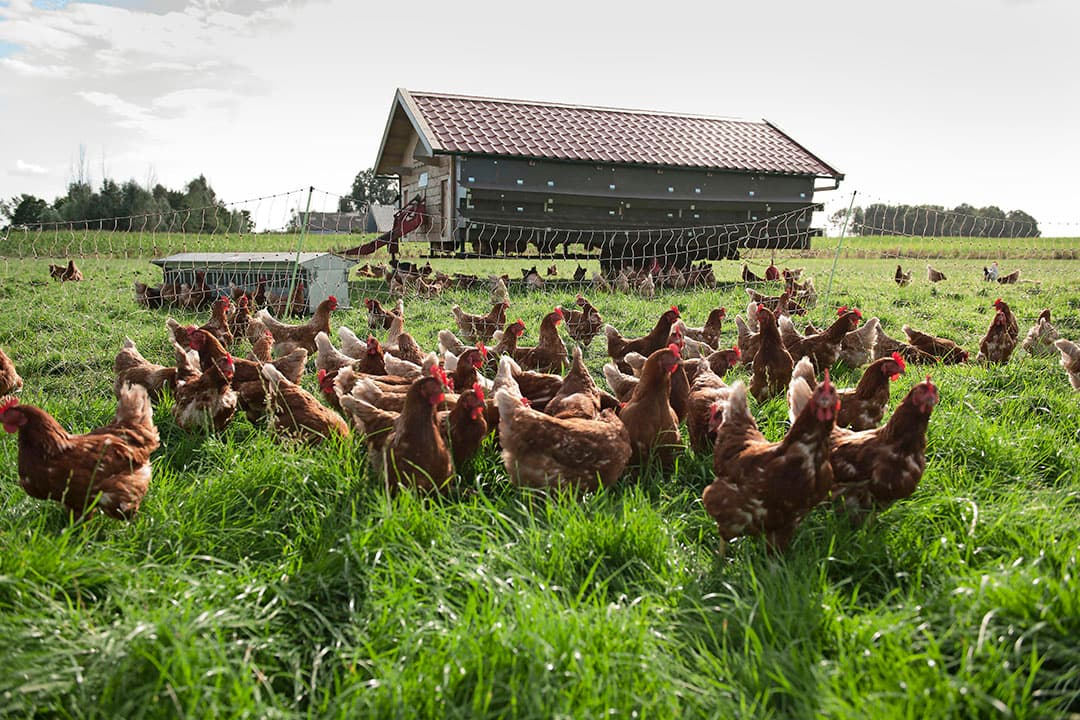 Caring Farmers wil dat de kleinschalige pluimveehouderij wordt gezien als een aparte tak. - Foto: Mark Pasveer