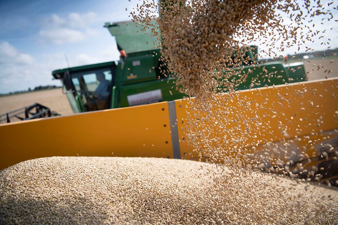 De afzet van gerst naar landen buiten de EU is met bijna 11% toegenomen naar ruim 5 miljoen ton. Foto: Mark Pasveer