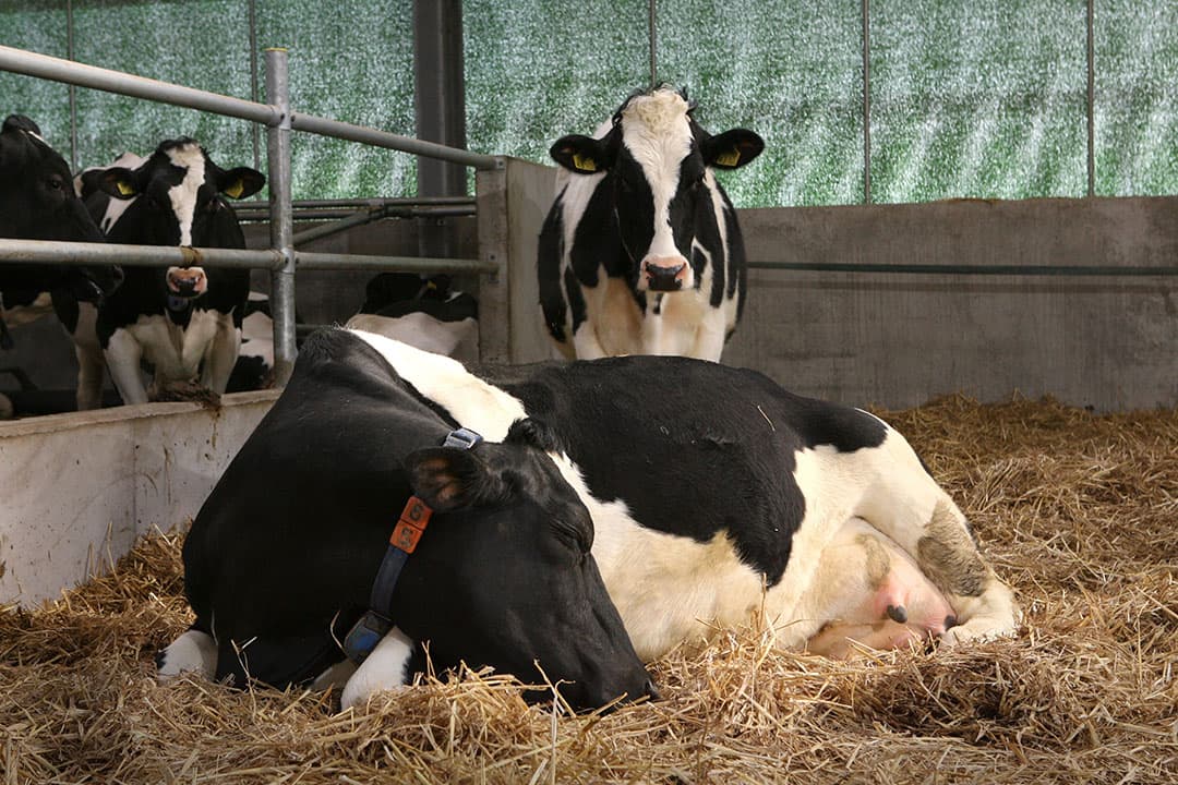 Hoogdrachtige koeien mogen niet op transport. - Foto: Peter Roek