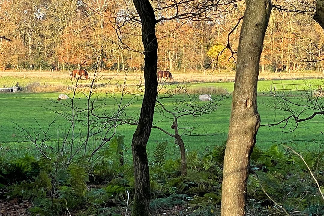 Afgelopen jaren waren het alleen een GroenLinks-Kamerlid en de Raad voor de Leefomgeving die pleitten voor de afwaardering van agrarisch onroerend goed. - Foto: Martijn ter Horst