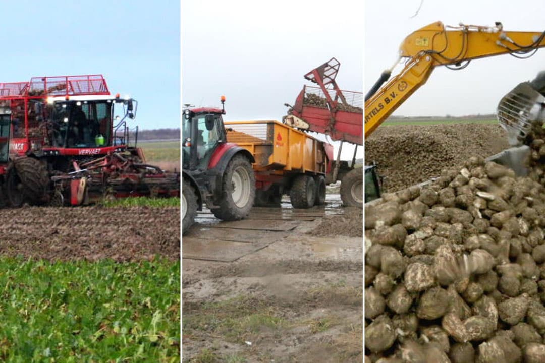 Loonbedrijf Van der Heijde rooit de laatste 14 hectare suikerbieten voor akkerbouwcombinatie Nieuw-Campen in het Zeeuwse Kamperland. - Foto's: Anton Dingemanse