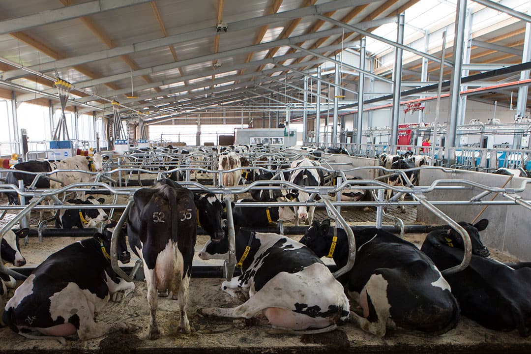 Foto: Anne van der Woude