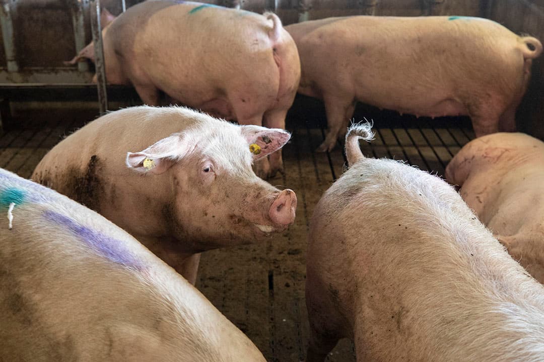 Dragende zeugen moeten sinds 2013 in groepshuisvesting. In tegenstelling tot andere Europese landen mogen zeugen in Nederland maar vier dagen worden opgesloten. - Foto: Anne van der Woude