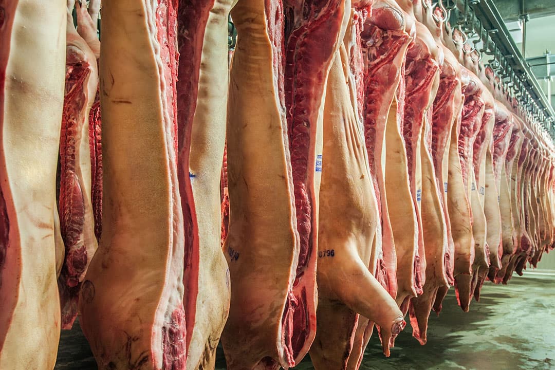 China blijft nog altijd de grootste afnemer van Europees varkensvlees. - Foto: Canva