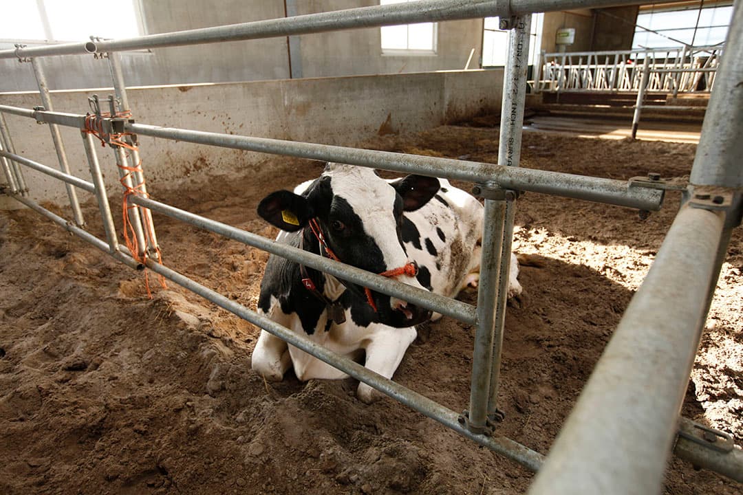 Zet zieke koeien altijd apart in een ziekenboeg, met een ondergrond van stro, of zoals hier, van zand waarin koeien veel grip hebben en zo makkelijk kunnen gaan staan of weer gaan liggen. - Foto: Koos Groenewold