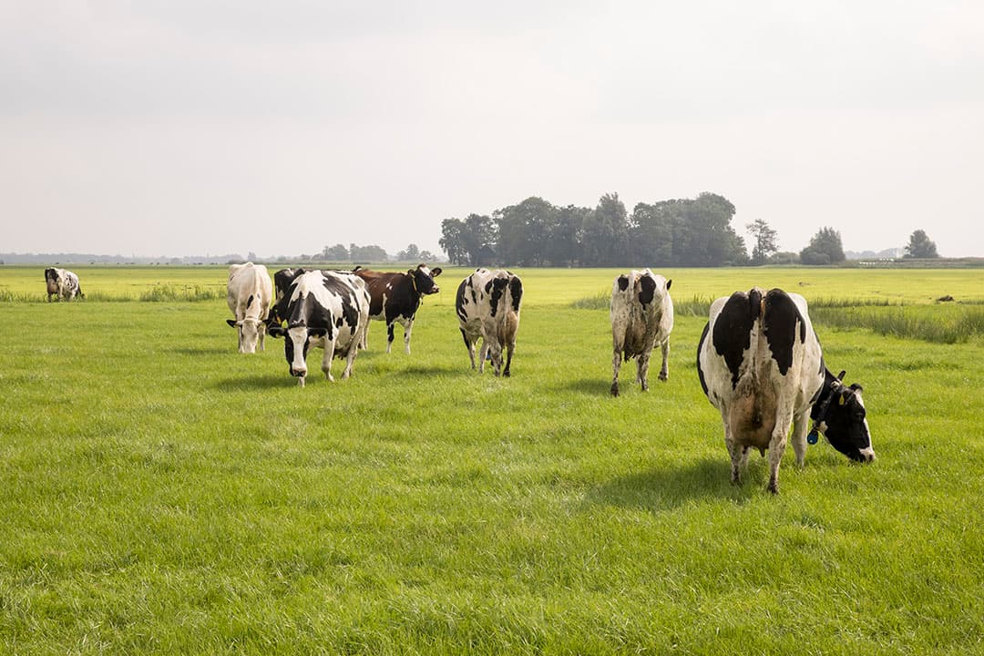 Koeien in Natura 2000-gebied. FDF wil via de rechter afdwingen dat het ministerie met een legalisatieprogramma voor PAS-melders komt. - Foto: Koos Groenewold