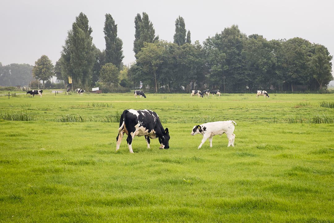 In 4 gebiedjes in Nederland is geen Nb-vergunning meer nodig vanwege stikstofdepositie op gevoelige natuur. - Foto: Koos Groenewold