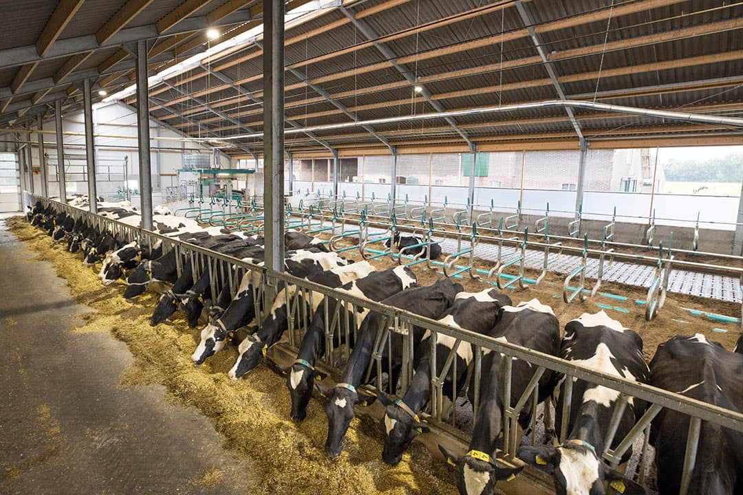 Foto: Koos Groenewold