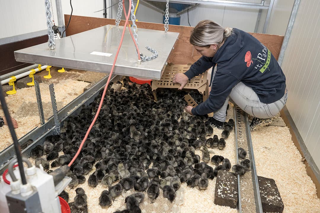 Zorgboerderij ’t Paradijs in Barneveld (Gld.) start een praktijkproef met dubbeldoelhennen. - Foto's: Koos Groenewold