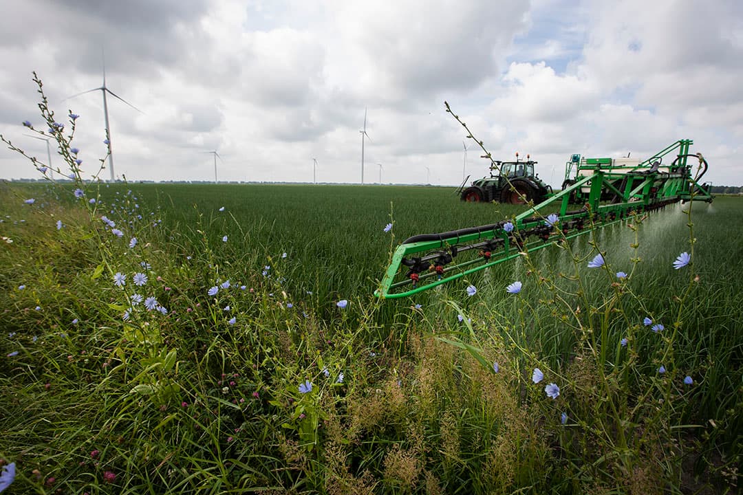 Bufferstrook als bescherming tegen perceelsemissie. De akkerbouw vreest nog strengere eisen. - Foto: Hans Banus