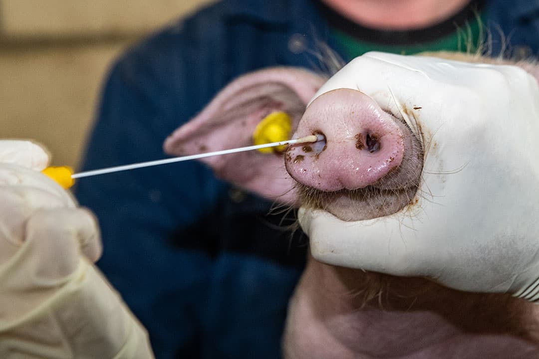 Griep onder controle houden bij varkens vraagt extra alertheid sinds de pandemische variant ruim tien jaar geleden opdook. - Foto: Ronald Hissink