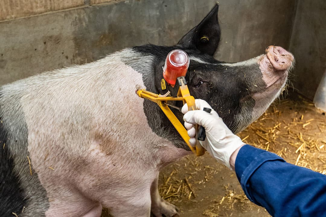 Griepprik voor varkens. Varkensgriep geldt als groot risico voor het ontstaan van nieuwe virussen, die mogelijk een pandemie veroorzaken. - Foto: Ronald Hissink