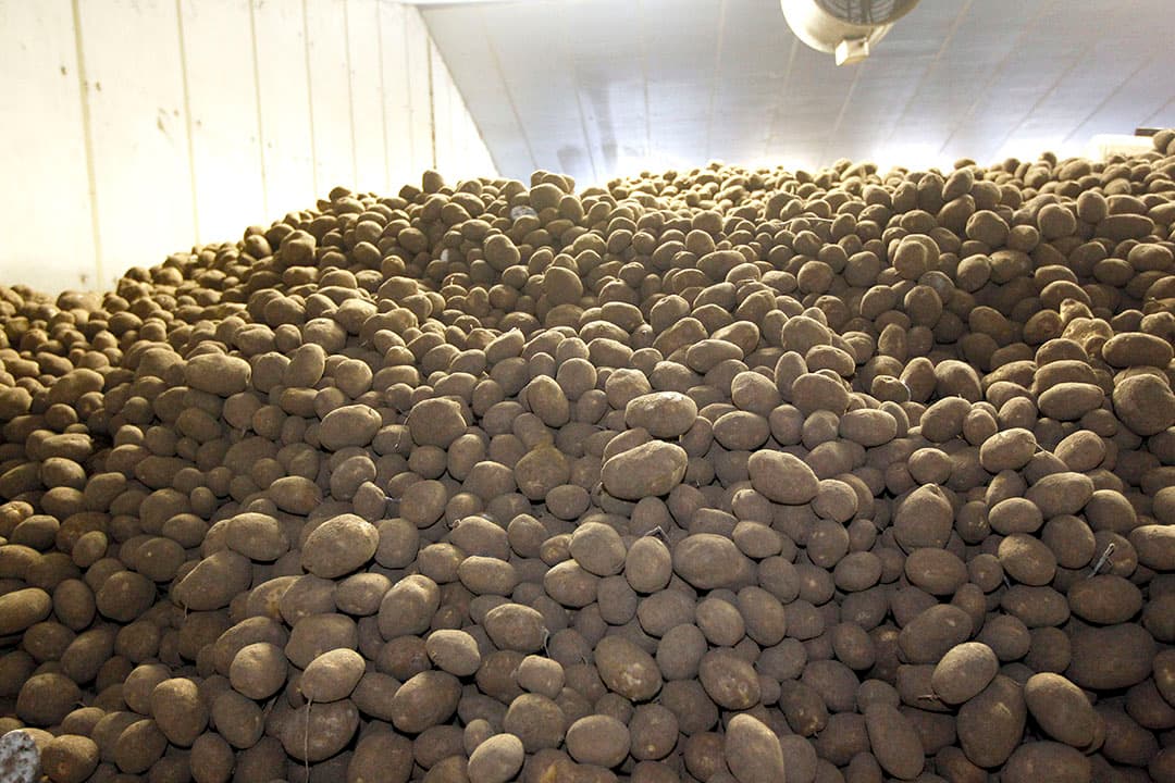 Dor herziening van de contractprijs wordt de extra verhoging voor bewaaraardappelen zo’n € 8 per ton. - Foto: Bert Jansen