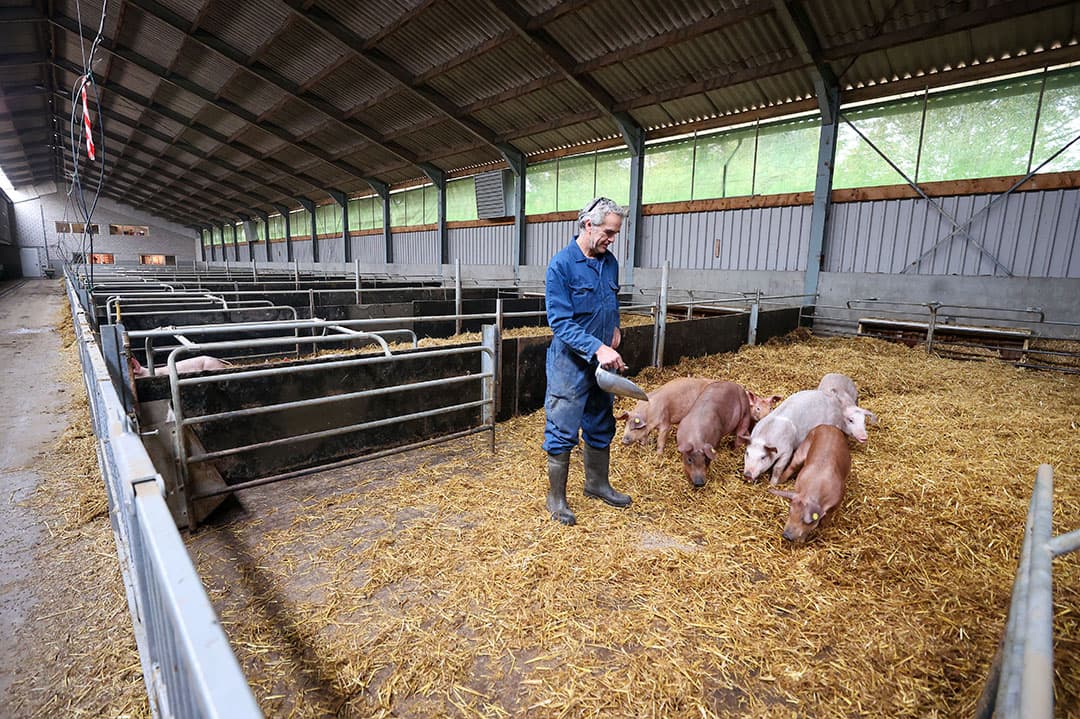 In de voormalige strostal staan 16 varkensrassen. Ze zijn gefokt uit de eigen Topigs 20-zeugen en steeds meer rastypisch. - Foto's: Bert Jansen