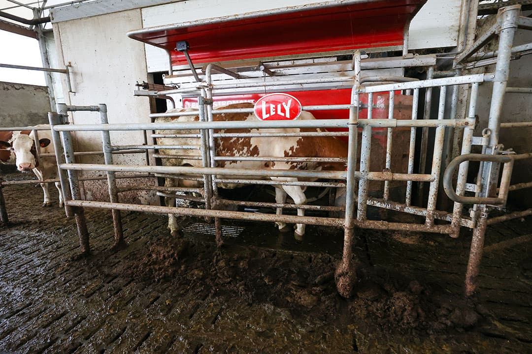 De moderne melkrobot is al veel energiezuinger dan vroeger. Toch ziet ABAB dat deze bedrijven gemiddeld hogere stroomkosten per eenheid melk hebben. - Foto: Bert Jansen