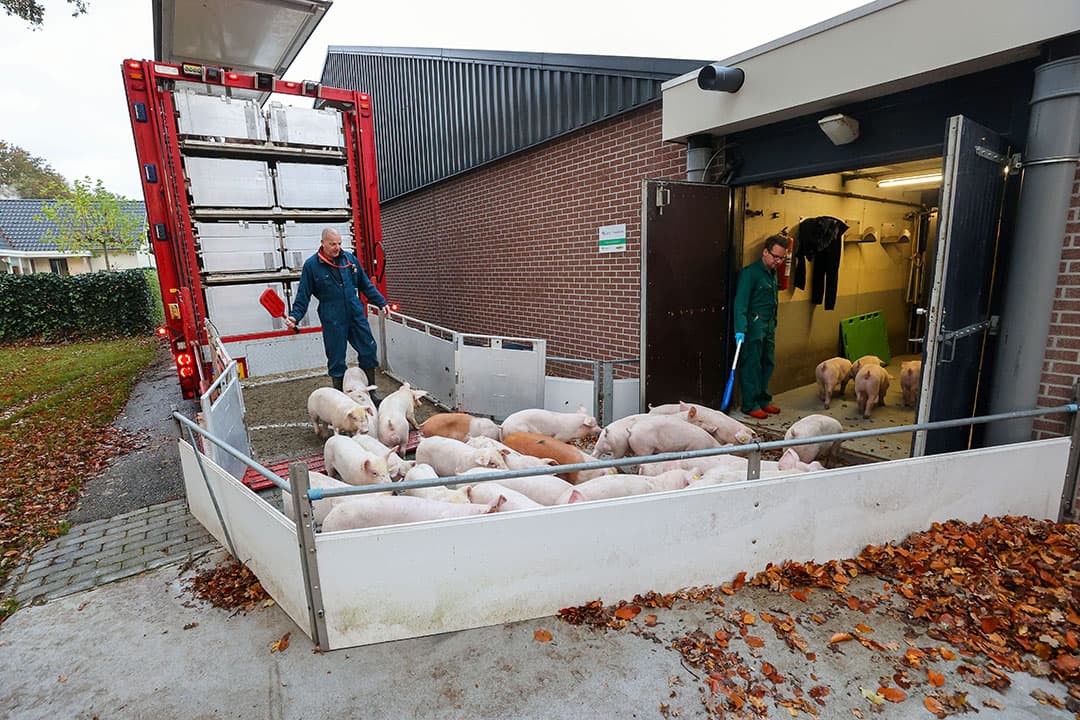 De juiste toepassing van de schone en vuile weg, waarbij de boer in de stal blijft, dat is nog geen gemeengoed in de sector. - Foto: Bert Jansen