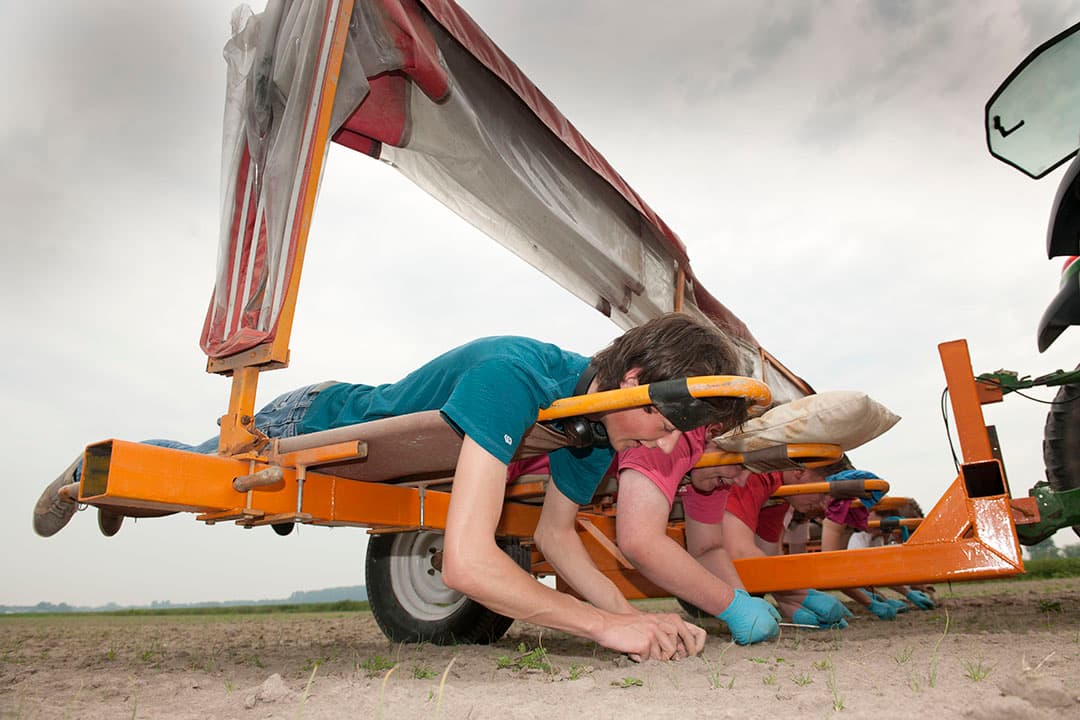 Een perceel uien handmatig onkruidvrij maken. Hogere arbeidskosten maken extra investeringen in mechanische onkruidbestrijding aantrekkelijk. - Foto: Mark Pasveer