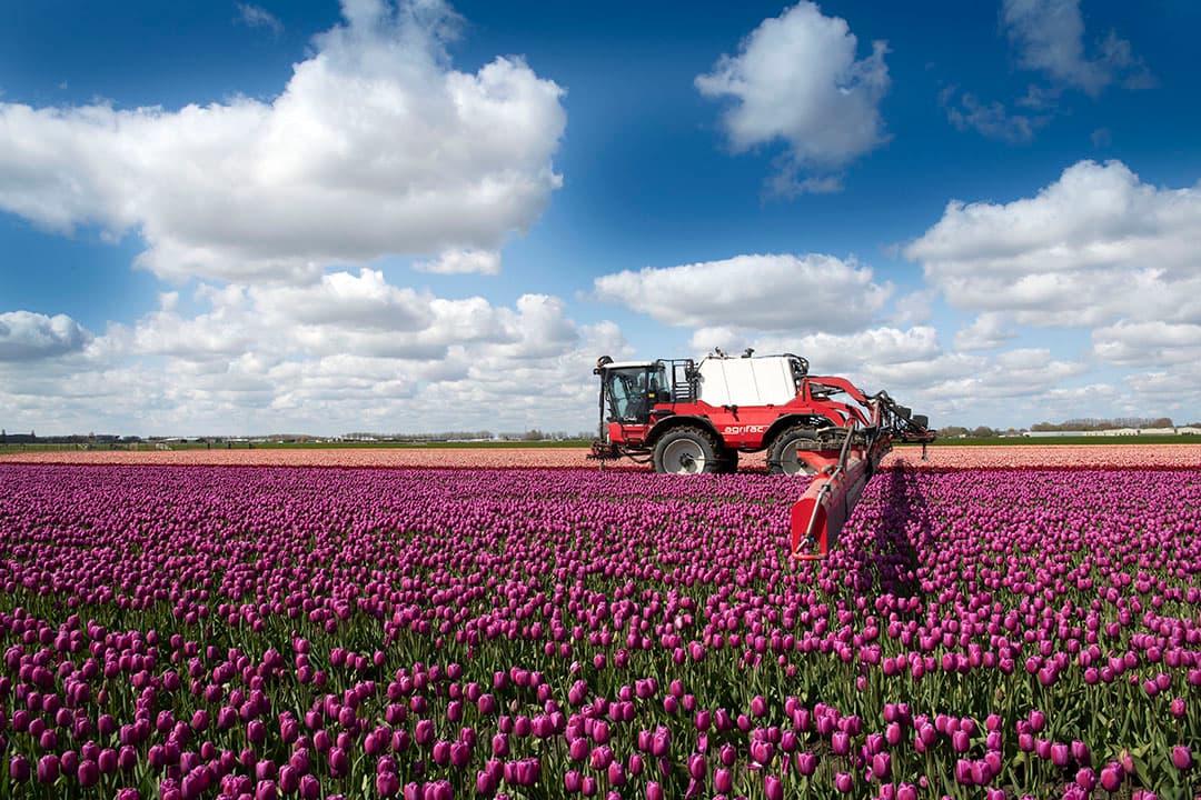 De bollenteelt ligt in de vuurlinie bij de discussie over gewasbescherming en omwonenden. Hier tulpen in Noord-Holland. - Foto: Mark Pasveer