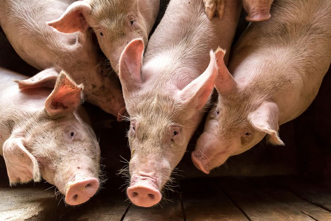 Chinese onderzoekers zijn meer te weten gekomen over de risico's onder varkens op besmetting met AVP. - Foto: Canva
