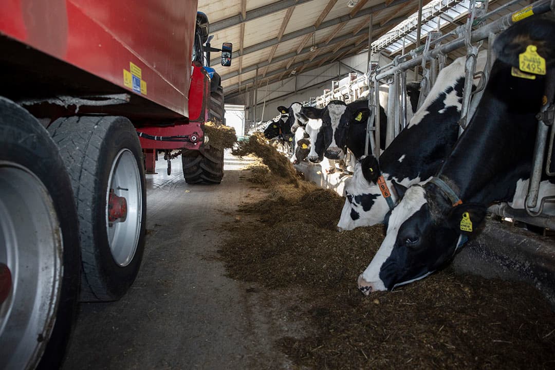 Zelfs op grasbedrijven lijkt het lastig om met de kuilen uit 2021 om de eigen eiwitnorm van 65% te halen. - Foto: Ruud Ploeg