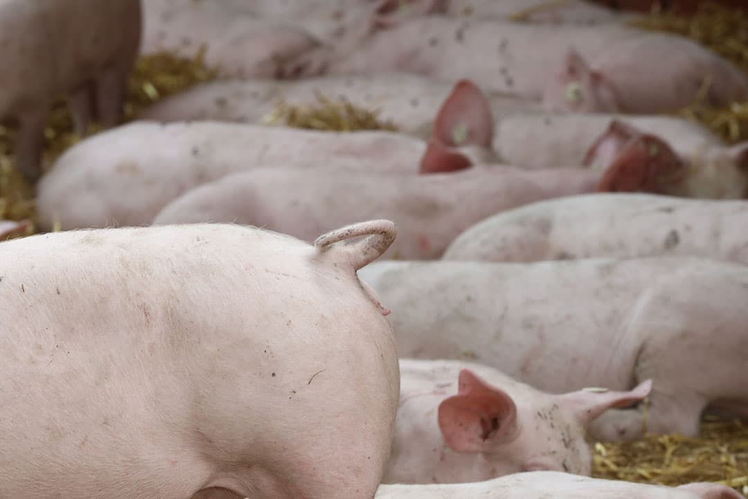 Voor de Nederlandse varkenssector heeft de AVP-uitbraak in Italië vooralsnog geen economische gevolgen. - Foto: Henk Riswick