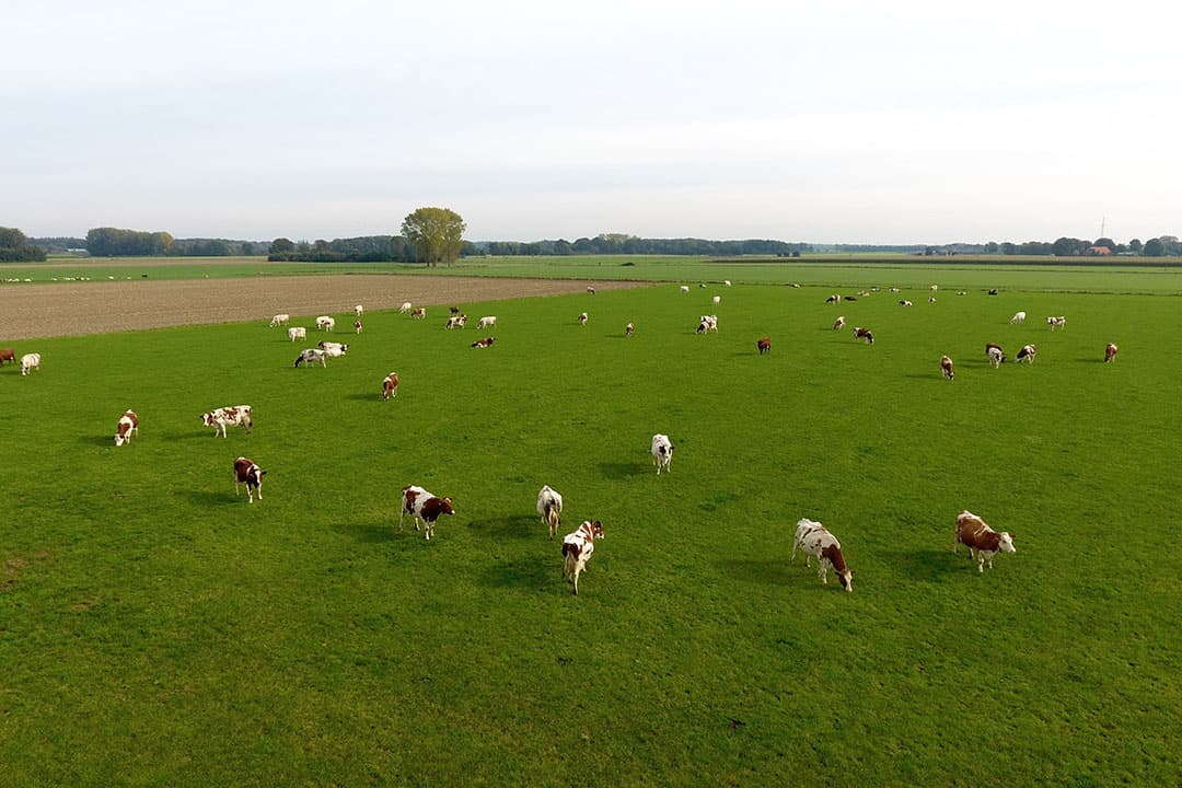 Weidende koeien in Eldrik (Gld) in najaar 2021. Veehouderijbedrijven in Gelderland mogen nu ook extern salderen met stikstof. - Foto: Henk Riswick