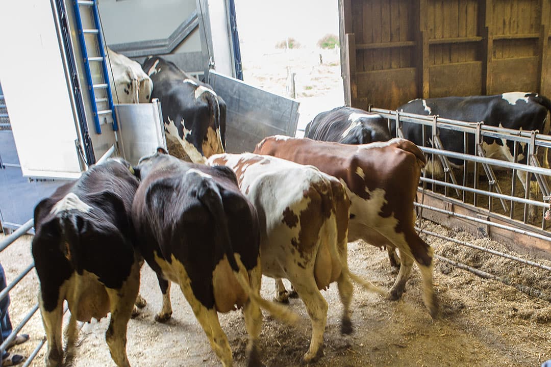 Koeien lopen de veewagen in. Hoogdrachtige dieren en dieren die korter dan een week geleden hebben afgekalfd, mogen volgens Europese regelgeving niet worden getransporteerd. - Foto: Peter Roek