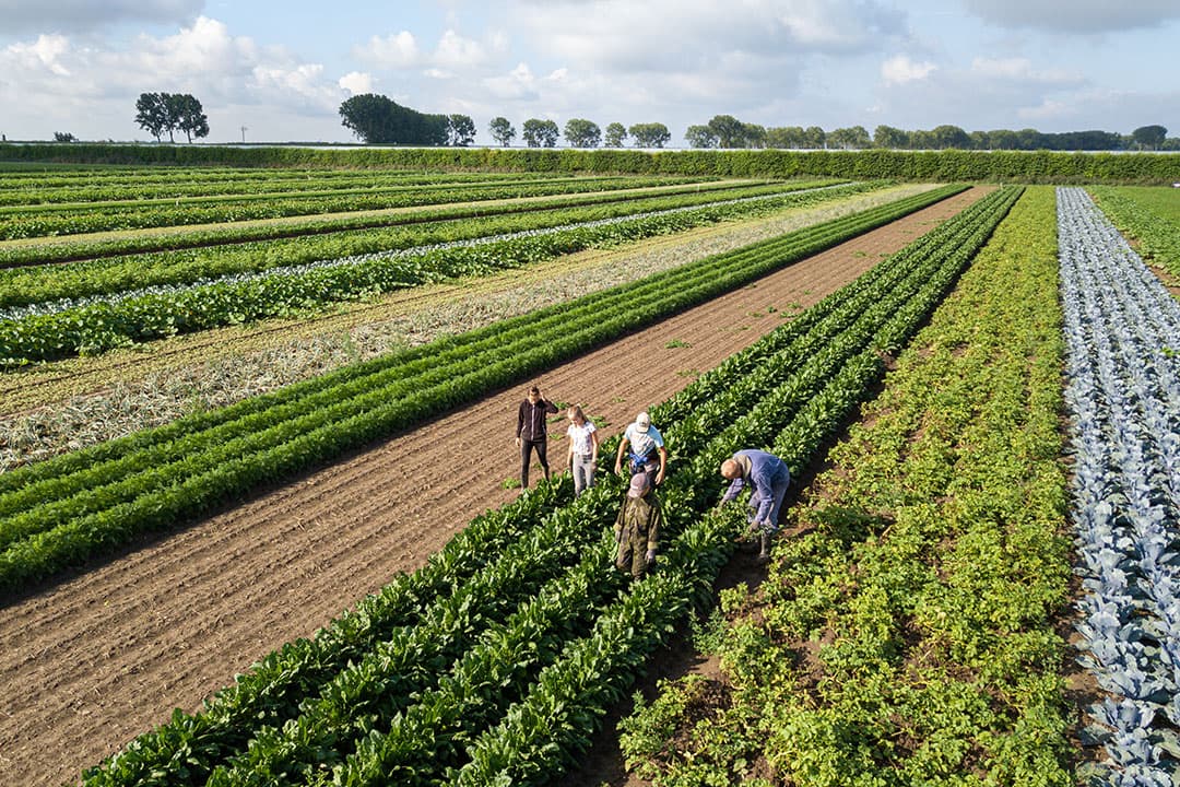 Eurocommissaris Frans Timmermans koerst aan op 25% biologische Landbouw in 2030. - Foto: Peter Roek