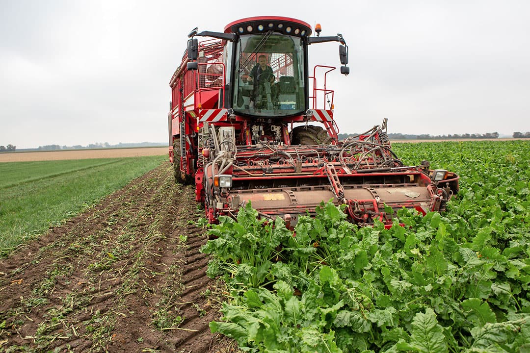 Melkveehouder Ruben Marijnissen in Nieuwerkerk (Zld.) oogst voederbieten. Hij voert 15 kilo gesnipperde bieten per koe per dag. De hoge drogestofopname van 18,3 kilo per koe per dag levert meer melk op. - Foto: Peter Roek