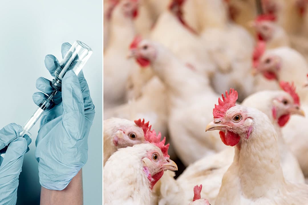 KNMvD wil In het belang van de diergezondheid, het dierenwelzijn en de volksgezondheid snel starten met het vaccineren van pluimvee tegen vogelgriep. - Foto: Canva