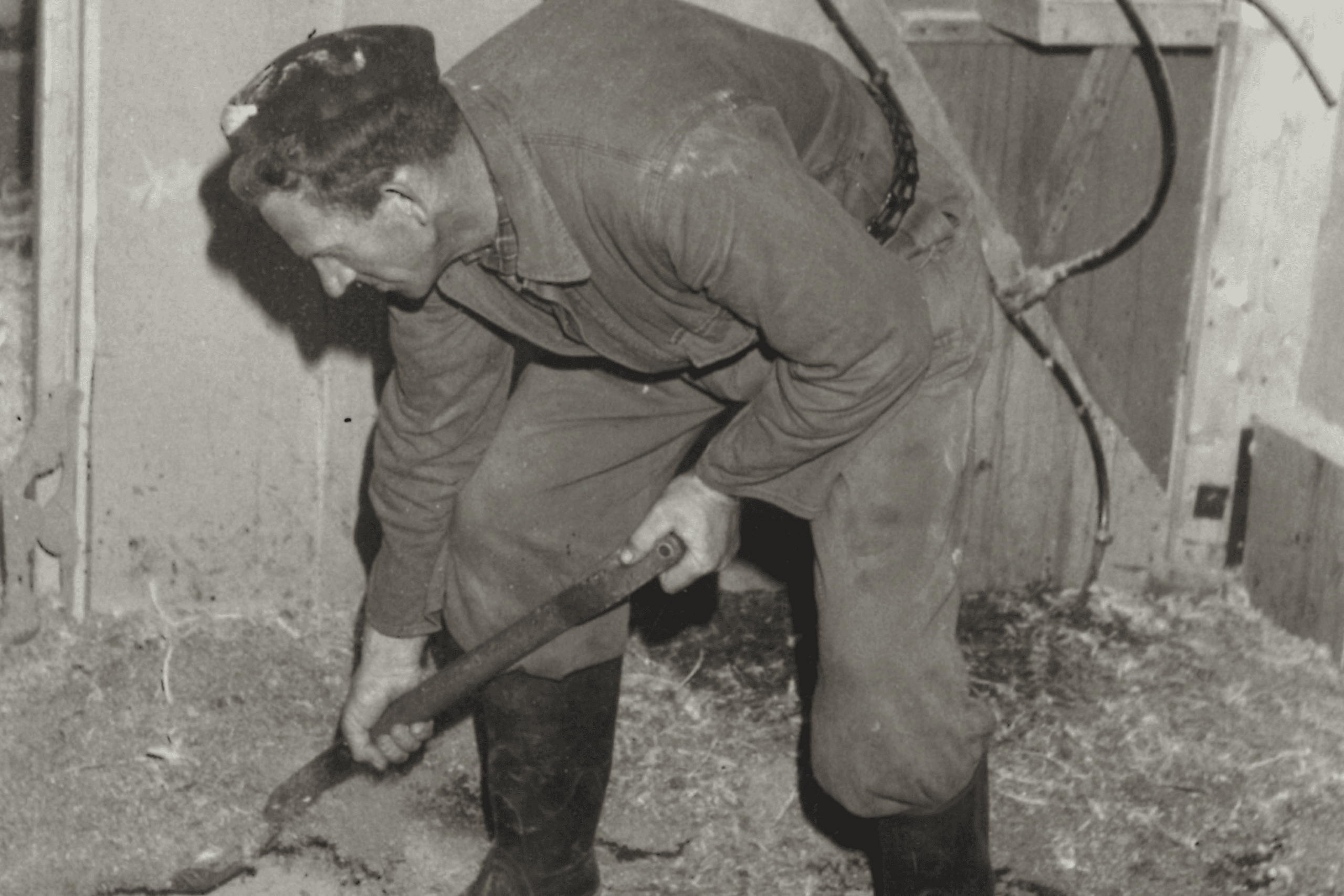Schoonmaken in 1965: oud strooisel eruit, nieuwe kuikens erin