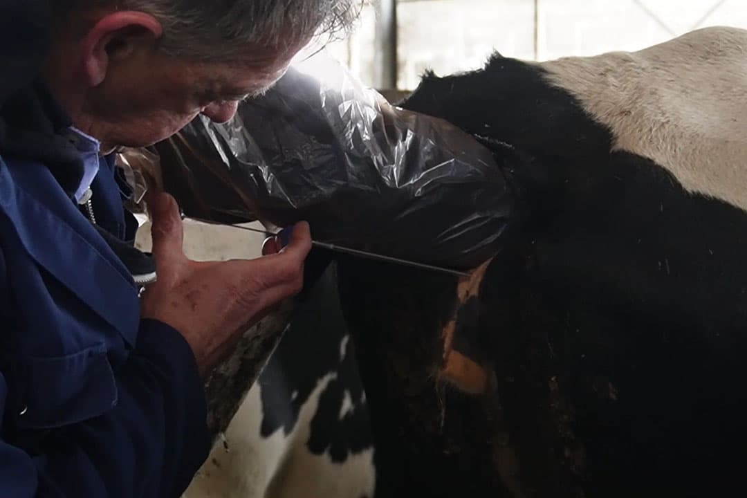 Auke tijdens het insemineren van een koe. - Foto: Rachel Henst