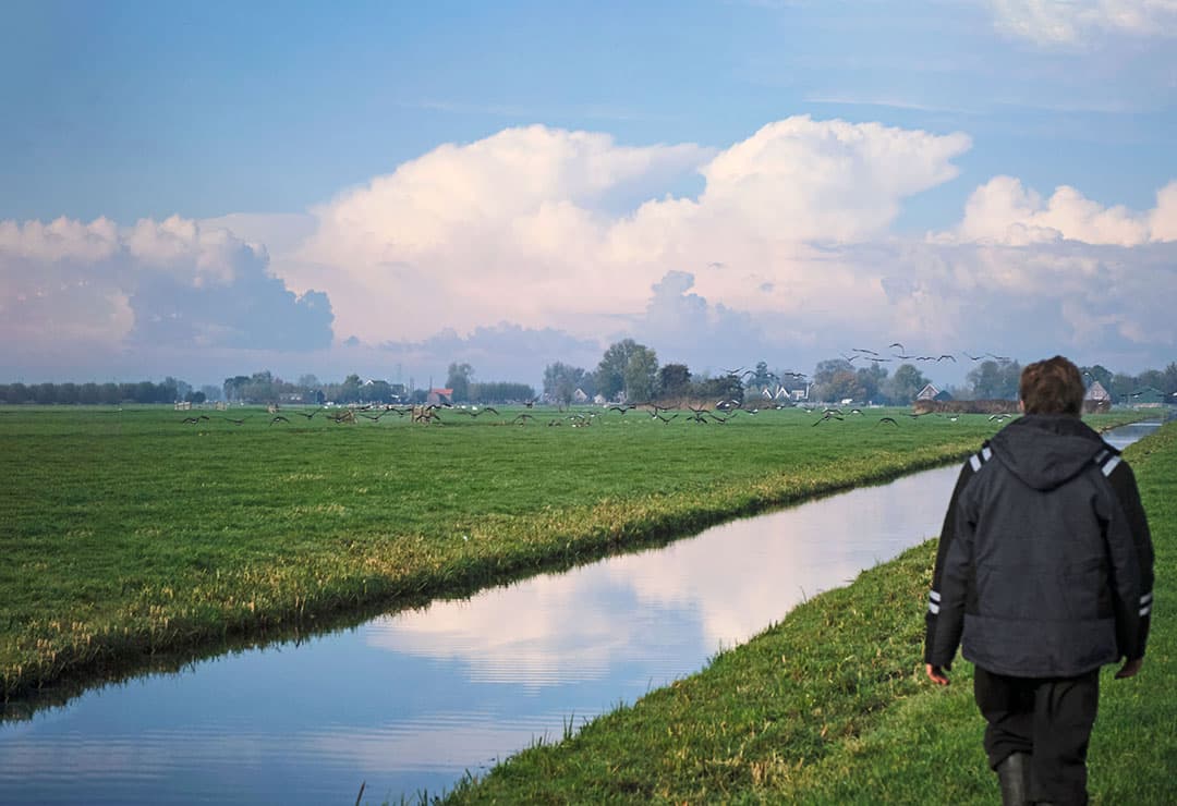 Ganzen in de Krimpenerwaard. - Foto: Roel Dijkstra