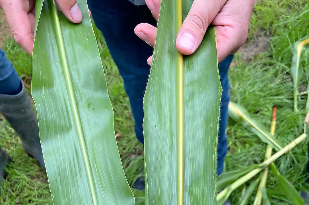Brown midribmais is duidelijk te herkennen aan hun roodbruingekleurde hoofdnerf aan de onderzijde van de bladeren. De pigmentatie is ook te zien in de spil van de kolven en de stengel. Maisrassen met de BMR-mutatie verhogen verteerbaarheid en voederwaarde van mais. - Foto: Corteva Agriscience
