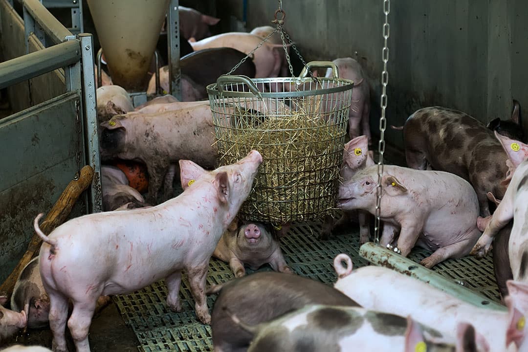 Ruwvoer voldoet aan de meeste eisen die gesteld worden aan verrijkingsmateriaal. - Foto: Ronald Hissink