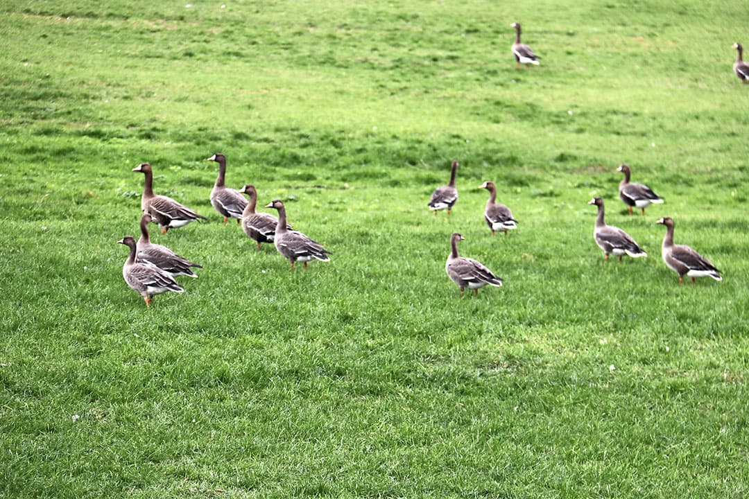 Veel vogels overwinteren in Nederland. Ze vormen een risico voor de insleep van het vogelgriepvirus. Foto: Hans Bijleveld
